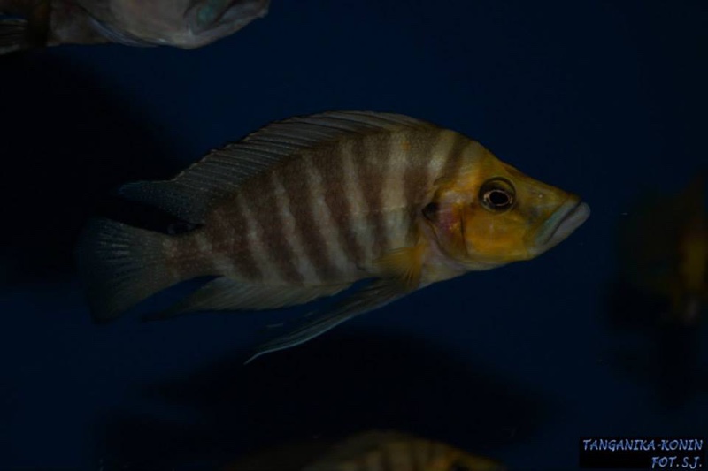 Altolamprologus compressiceps 'Muzi'